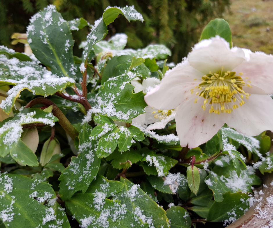 hellebore rose de Noël