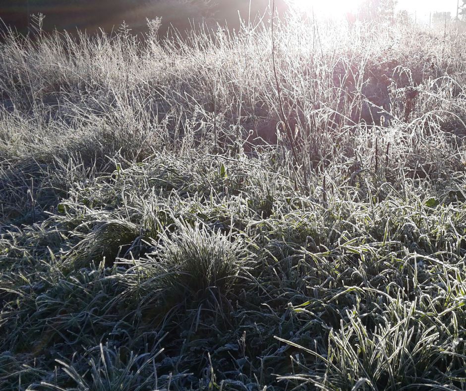 effets du froid sur les végétaux