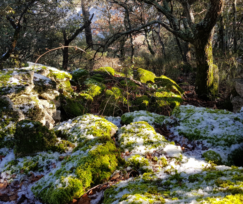 mousse, givre, lichens, forêt en hiver