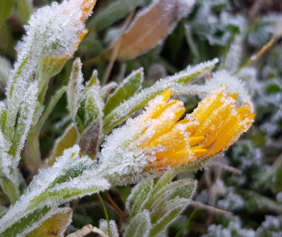 calendula officinalis homéopathie