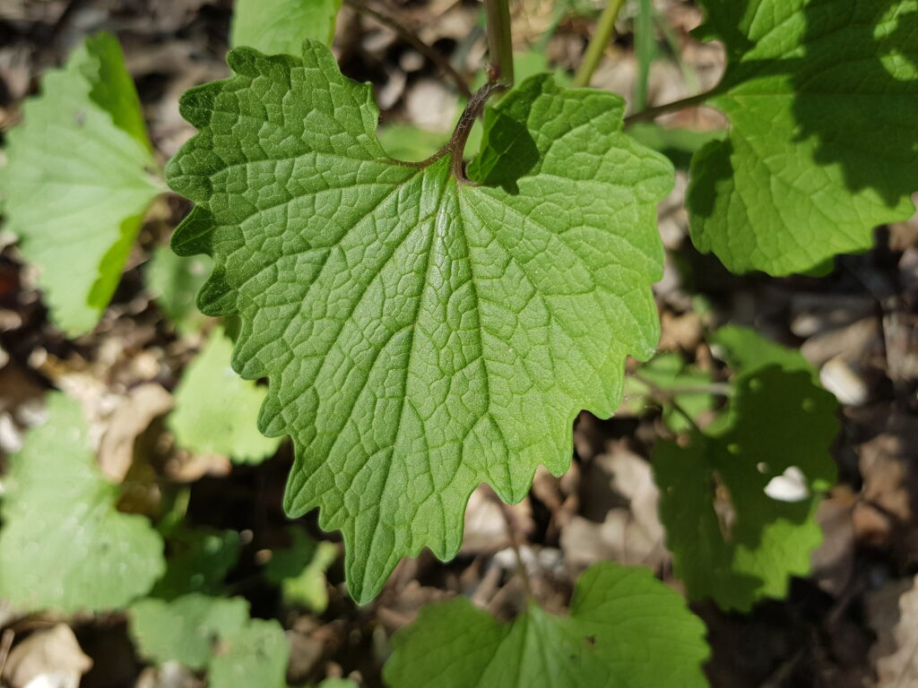 Alliaire alliara petiolata ail sauvage feuilles