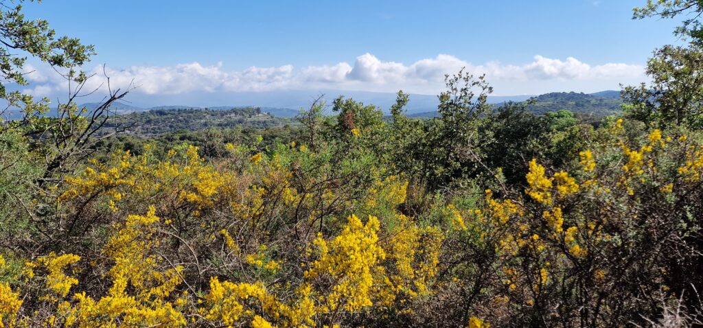 plantes utiles des garrigues ethnobotanique