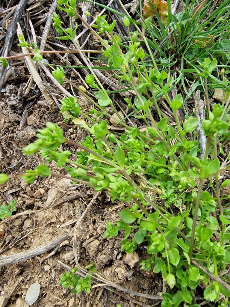 reconnaître les plantes sauvages comestibles identification