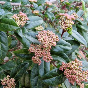 laurier tin Viburnum tinus utilisations plante tinctoriale