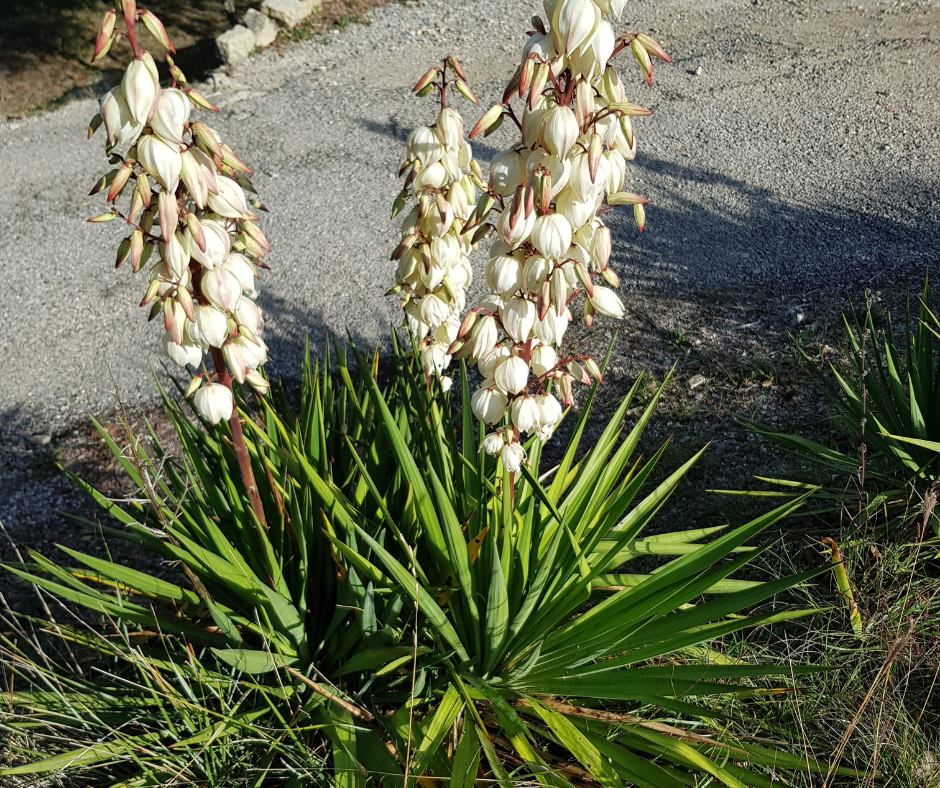 fleurs hivernales comestibles yucca hellébores calendula