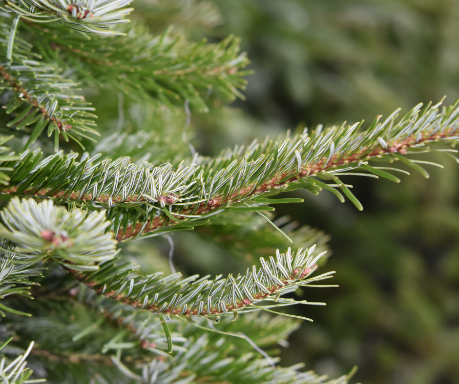 mystères de Noël traditions païennes