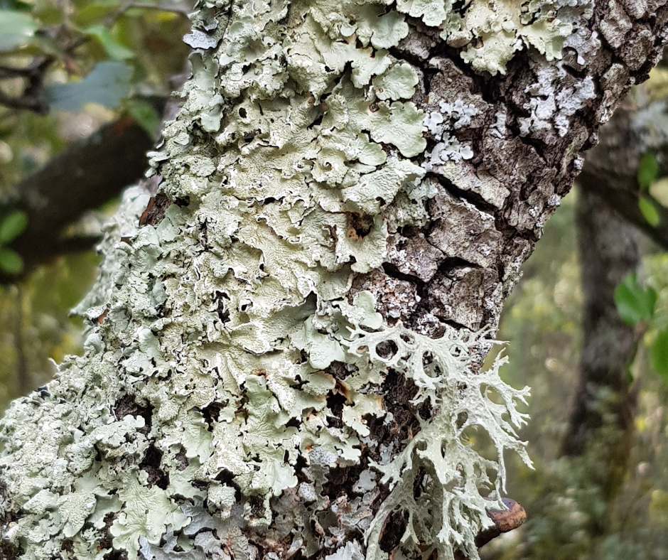 lichens première vie sur terre après les bactéries, les algues et les champignons