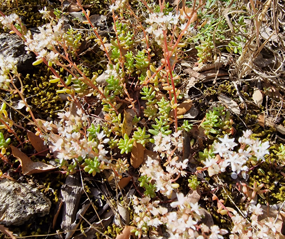 sedum fleurs blanches feuilles rouges parfois