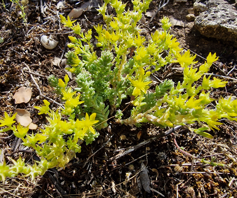 sédum acre orpin poivre des murailles médicament soin par les plantes