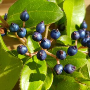 encre violette des écoliers