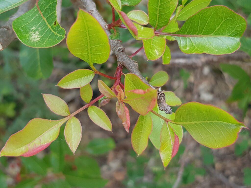 Le feuillage du pistachier