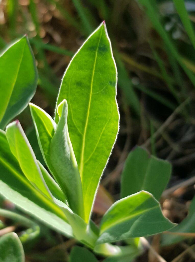 silene comestible plante sauvage de Provence