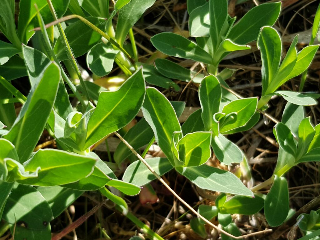 récolter des plantes comestibles