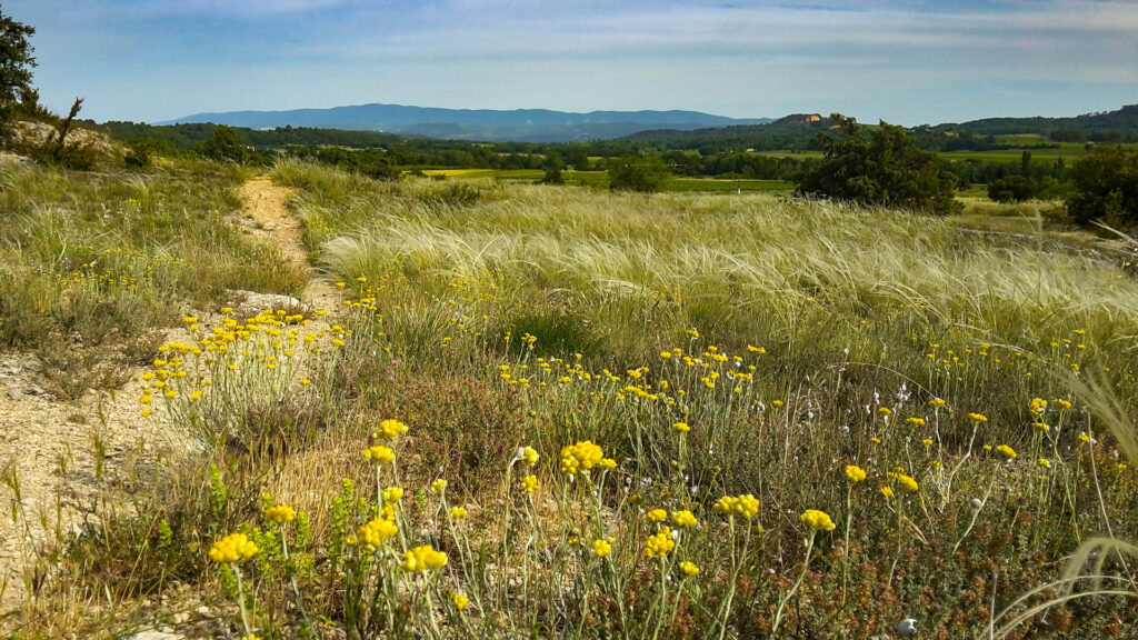 Stipa pennata immortelles dans le luberon