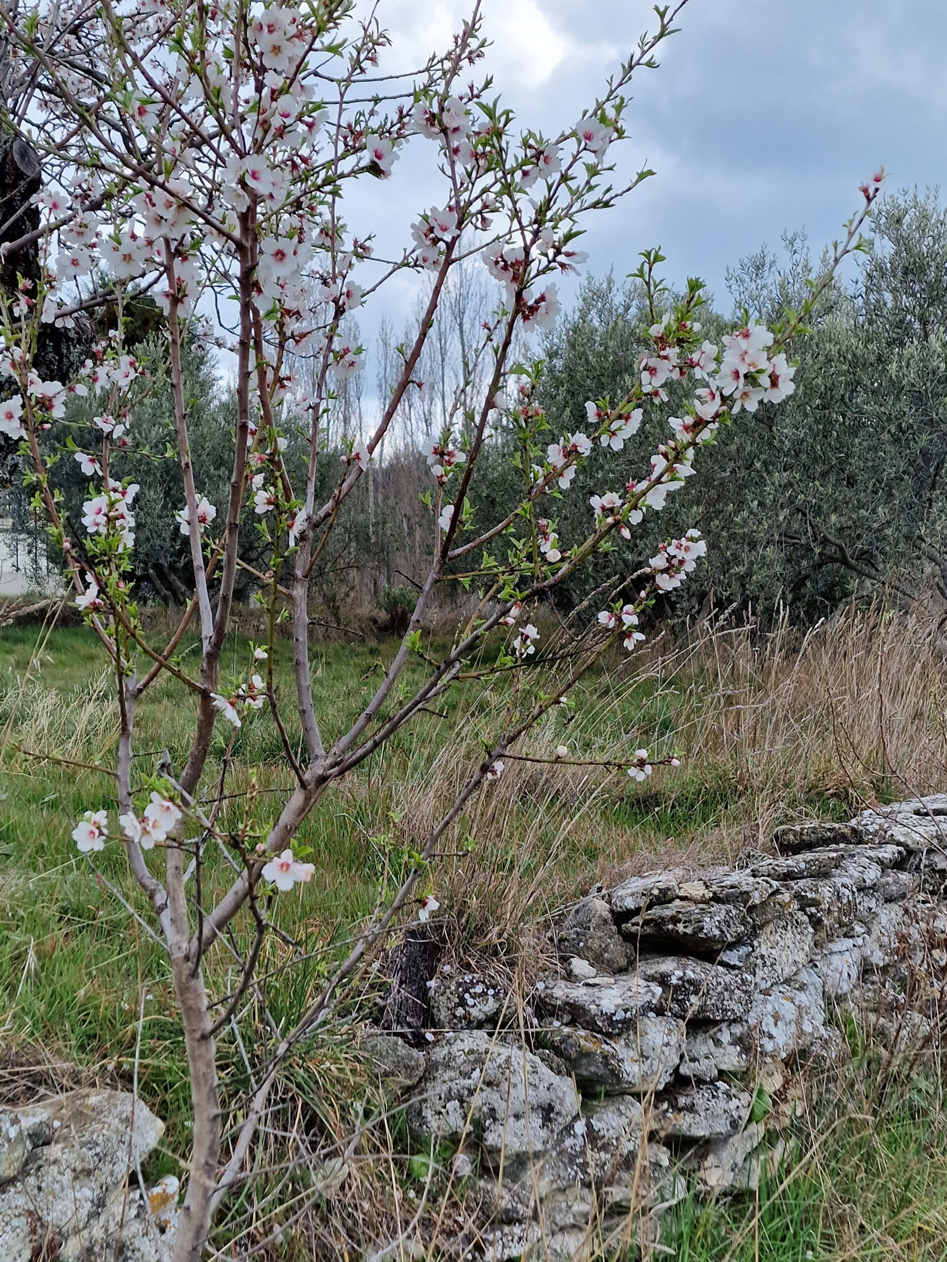 L'amandier - Prunus dulcis - Mille et une plantes