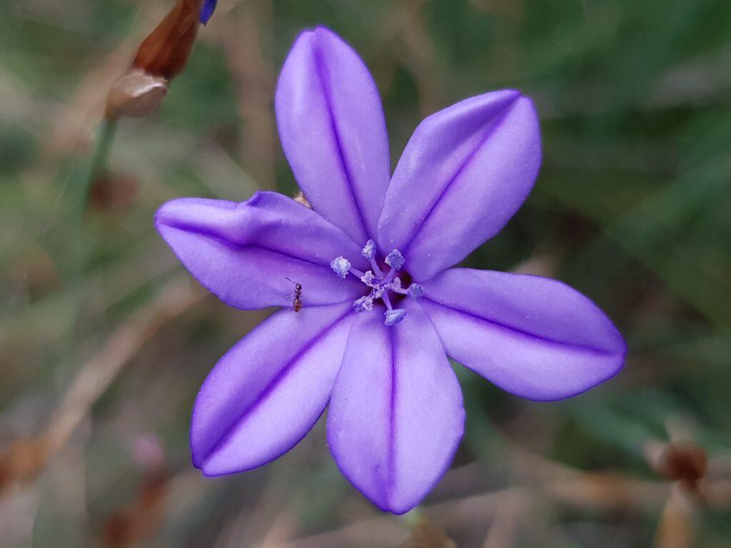 Aphyllante de Montpellier