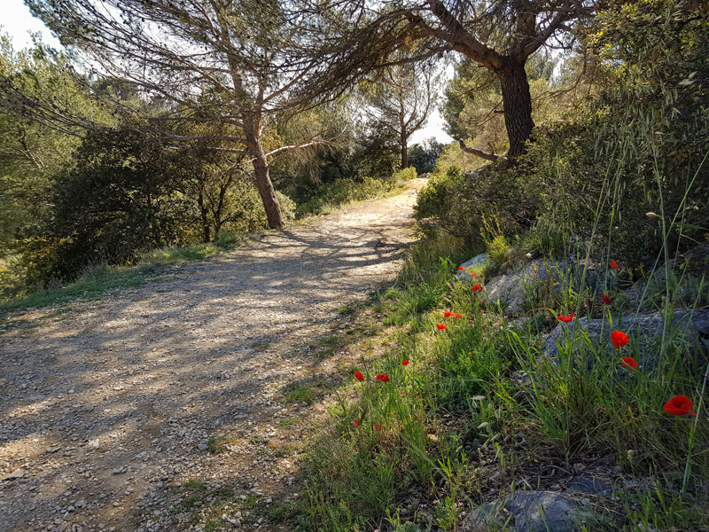 Balades dans le Luberon - Les fleurs sauvages