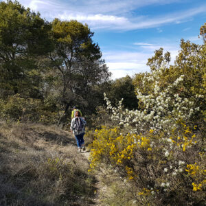 Découvrir les plantes du Vaucluse avec un guide