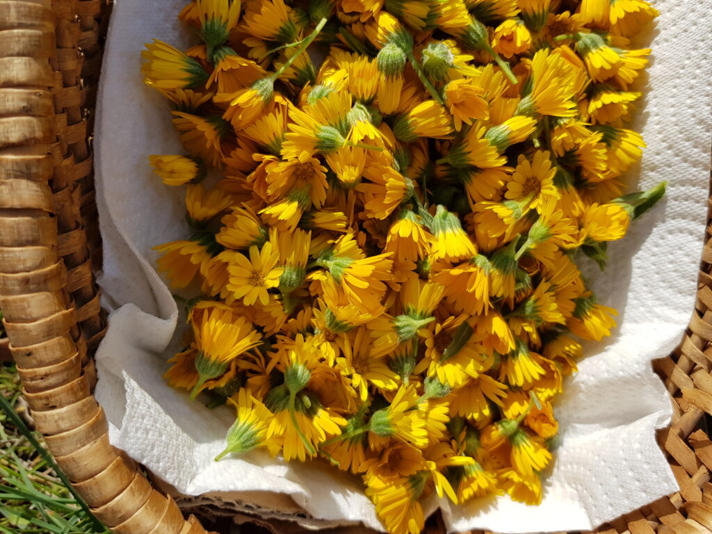 macération huileuse calendula boutons gerçures eczéma pharmacie