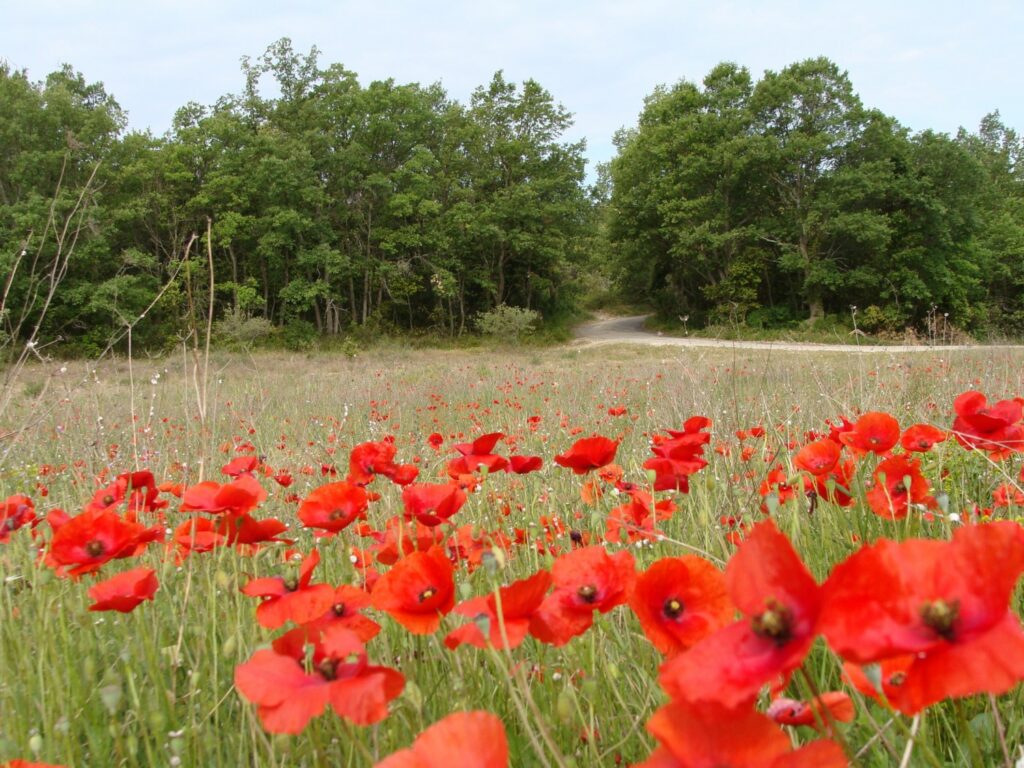 gentils coquelicots mesdames, sirop pour la toux, poppies of provence