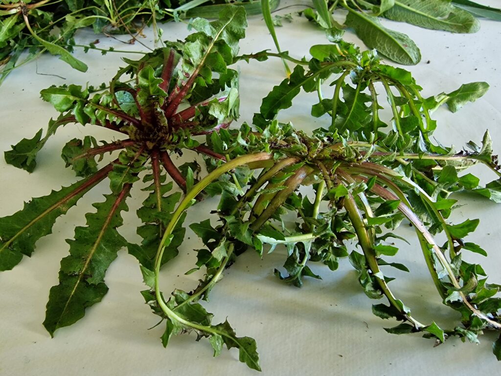 la garrigue gourmande