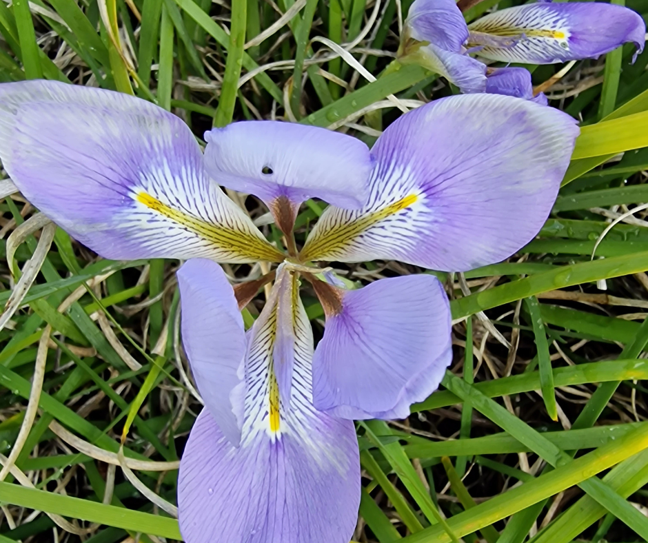 Iris d'Algérie