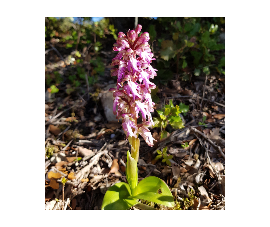 orchidée fleur hivernale février