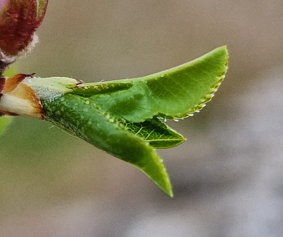 cure detox feuilles d'amandier attention