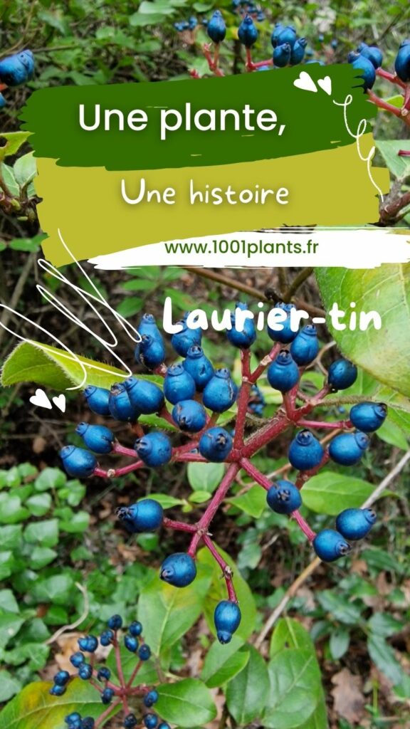 Laurier tin haie utilisations baies toxiques