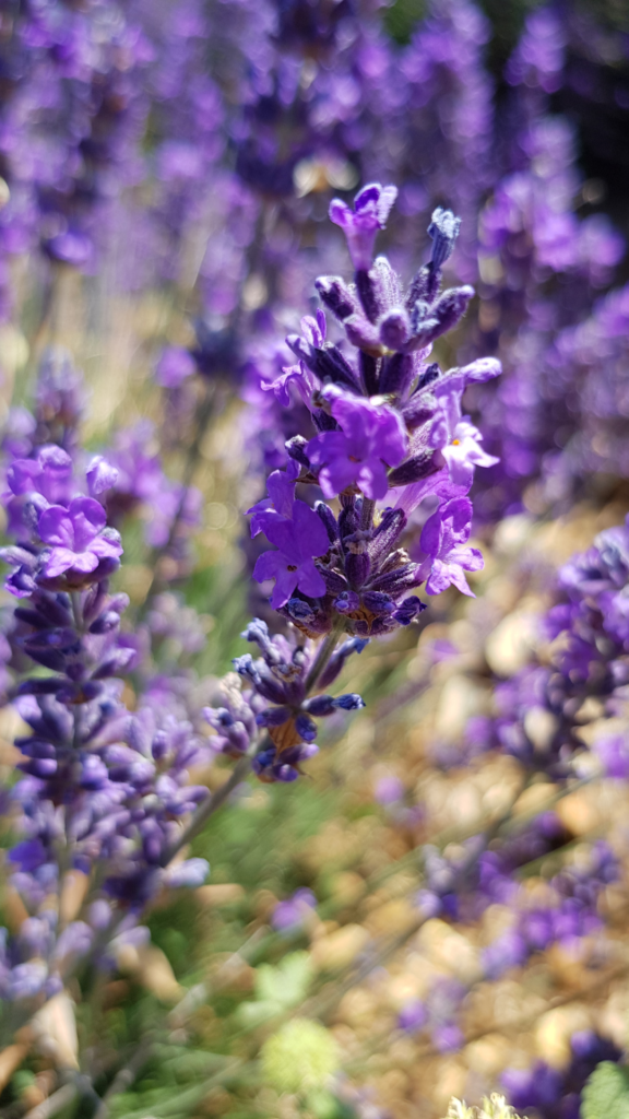 lavande lavender lavander