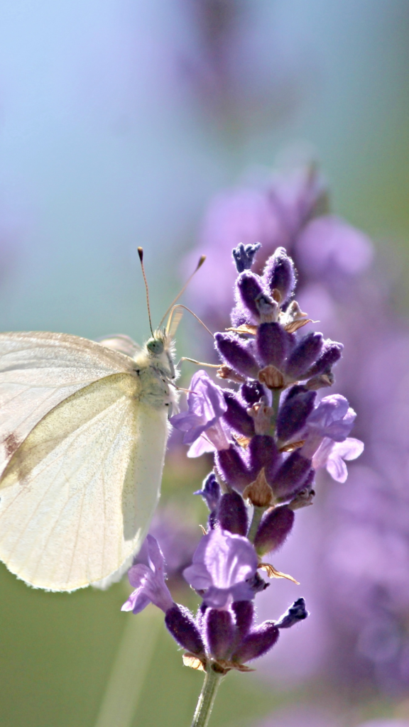 fleur de lavande papillon