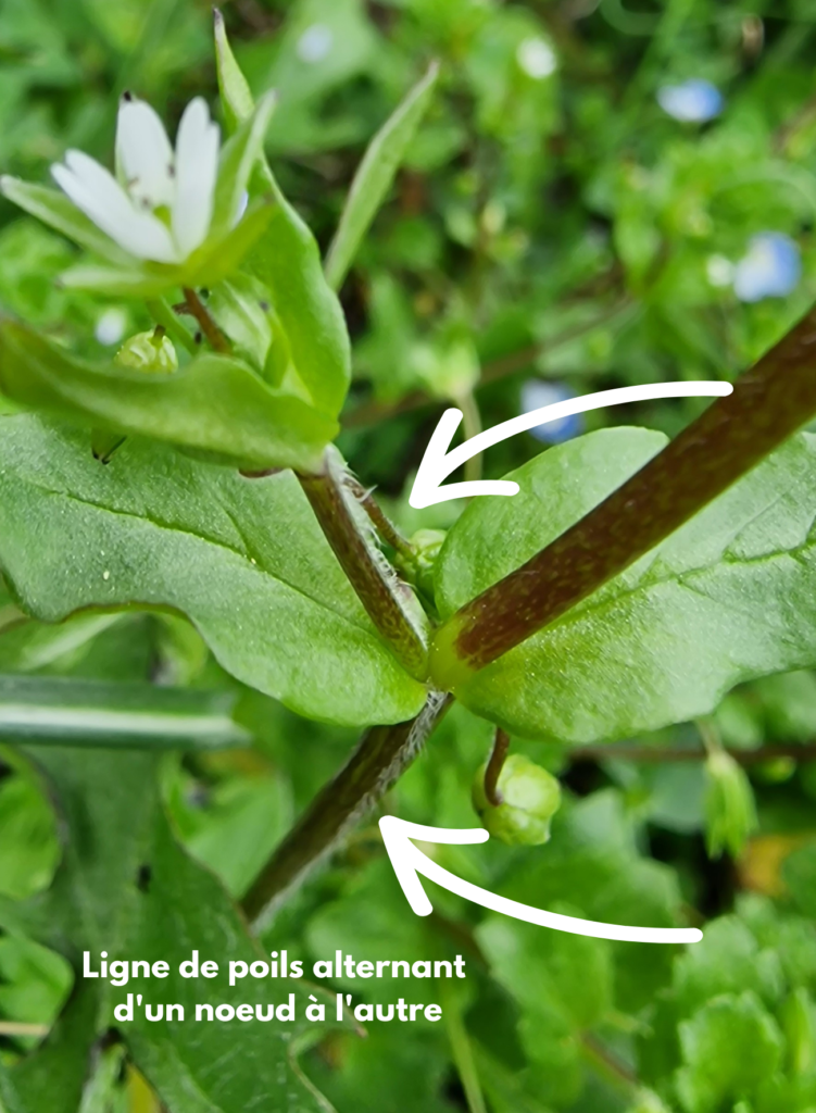 Mouron Blanc Ou Stellaire Stellaria Media Famille Des Mouron Blanc Ou Stellaire Stellaria Media Famille Des