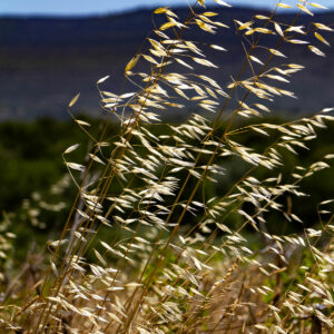 Nature sauvage vers Mormoiron dans le Vaucluse