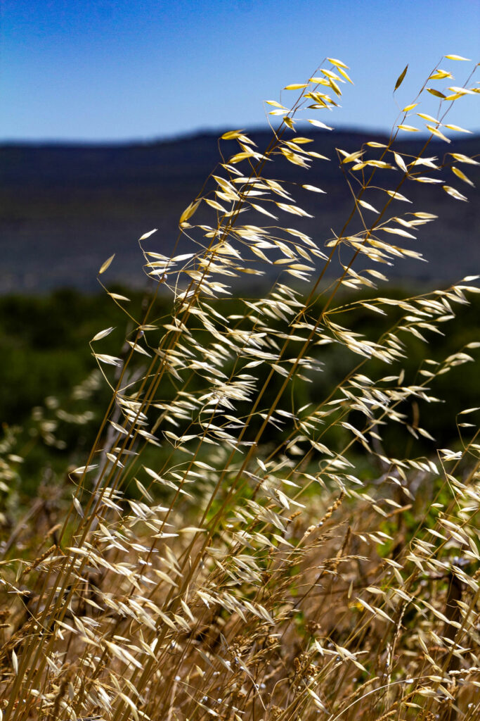 Nature sauvage vers Mormoiron dans le Vaucluse