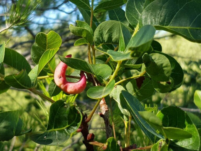 Pistachier térébinthe