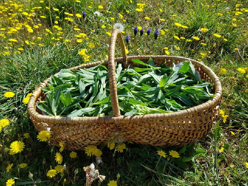 découvrez les plantes sauvages comestibles