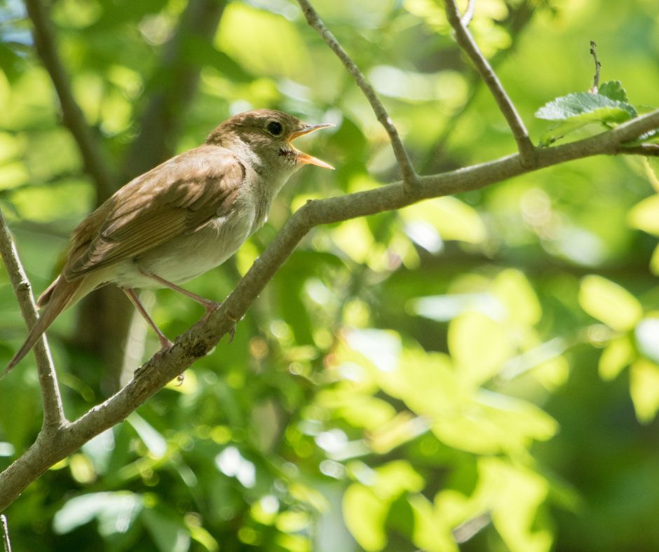 ornithologie oiseau rossignol chant