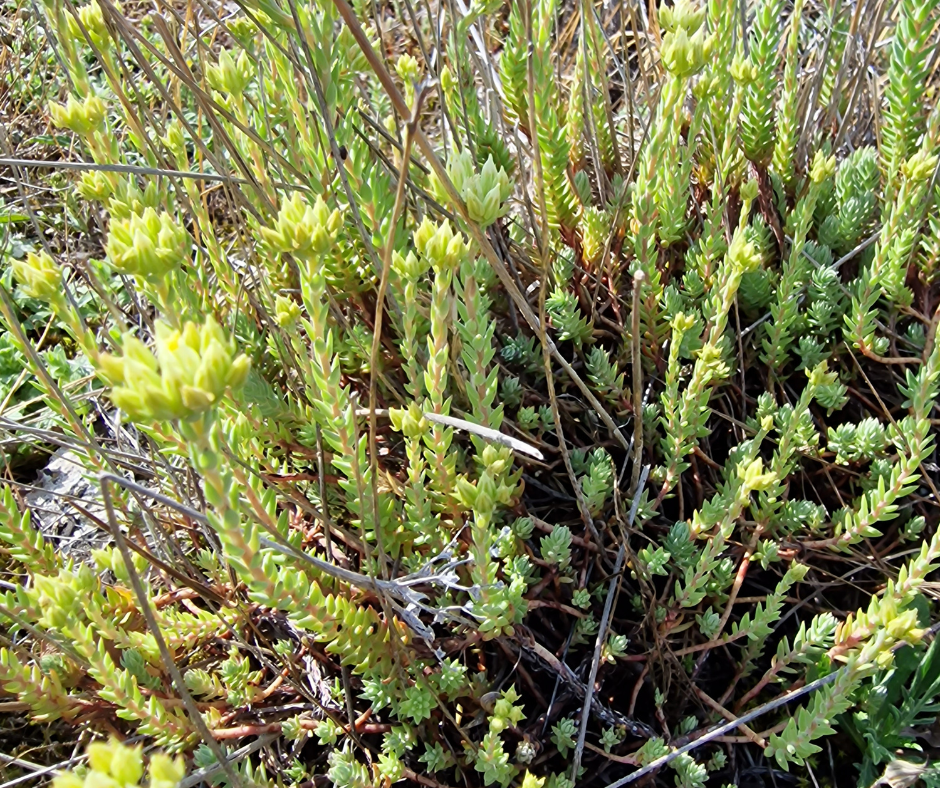 sedum comestible plante sauvage à manger