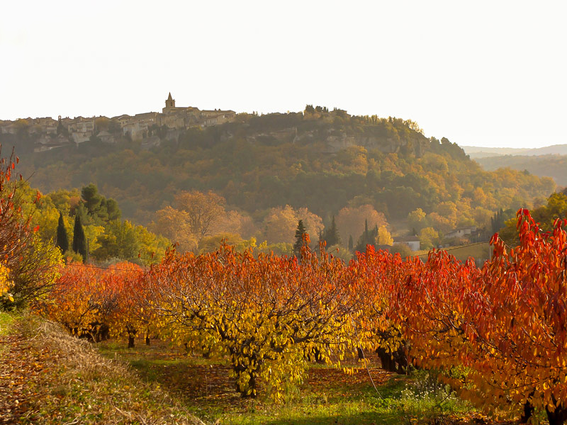 Balade à Venasque dans le Vaucluse, Les cerisiers en automne