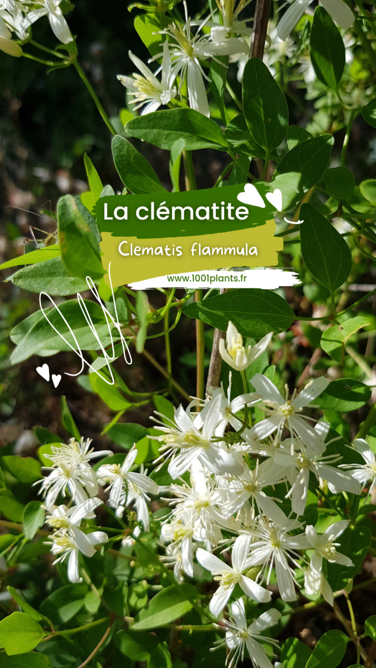 les chemins de la nature, clématite flammette